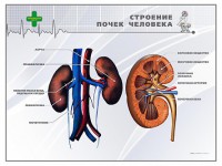 Стенд "Строение почки человека" - fgospostavki.ru - Вологда