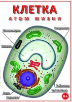 DVD "Клетка - "атом жизни" - fgospostavki.ru - Вологда