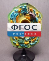 Модель "Клетка растения" - fgospostavki.ru - Вологда