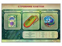 Электрифицированный стенд "Строение клетки" с маркерными полями - fgospostavki.ru - Вологда