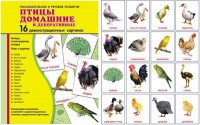 Демонстрационные карточки "Птицы домашние и декоративные" - fgospostavki.ru - Вологда