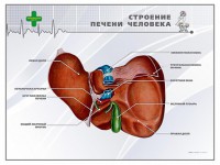 Стенд "Строение печени человека" - fgospostavki.ru - Вологда