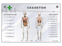 Электрифицированный стенд-тренажер "Скелетон" - fgospostavki.ru - Вологда