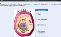 Интерактивные курсы. Биология 8 класс. Базовый - fgospostavki.ru - Вологда