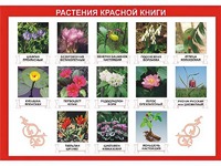Таблица демонстрационная "Растения Красной книги" (винил 100*140) - fgospostavki.ru - Вологда
