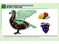 Рельефная таблица "Внутреннее строение голубя" (формат А1, матовое ламинирование) - fgospostavki.ru - Вологда