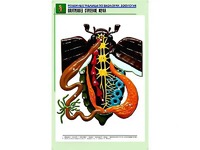 Рельефная таблица "Внутреннее строение жука" (формат А1, матовое ламинирование) - fgospostavki.ru - Вологда