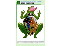 Рельефная таблица "Внутреннее строение лягушки" (формат А1, матовое ламинирование) - fgospostavki.ru - Вологда
