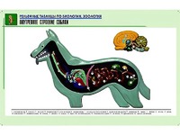 Рельефная таблица "Внутреннее строение собаки" (формат А1, матовое ламинирование) - fgospostavki.ru - Вологда