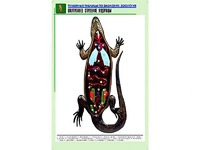 Рельефная таблица "Внутреннее строение ящерицы" (формат А1, матовое ламинирование) - fgospostavki.ru - Вологда