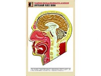 Рельефная таблица "Сагиттальный разрез головы" (формат А1, матовое ламинирование) - fgospostavki.ru - Вологда