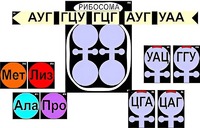 Модель-аппликация "Биосинтез белка" (ламинированная) - fgospostavki.ru - Вологда