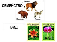 Модель-аппликация "Классификация растений и животных" (ламинированная) - fgospostavki.ru - Вологда