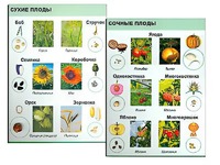Коллекция "Семена и плоды" - fgospostavki.ru - Вологда