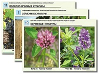 Гербарий фотографический "Сельскохозяйственные растения России" - fgospostavki.ru - Вологда