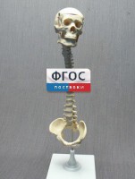 Модель "Позвоночник с черепом и тазом" - fgospostavki.ru - Вологда