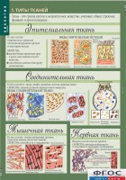 Комплект таблиц. Биология 8-9 класс. Человек. - fgospostavki.ru - Вологда