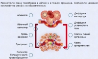 Интерактивные курсы. Биология 9 класс. Расширенный. - fgospostavki.ru - Вологда