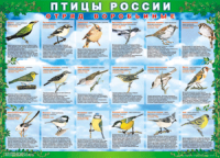 Комплект таблиц "Птицы России (4 листа)" (100х140 сантиметров, винил) - fgospostavki.ru - Вологда