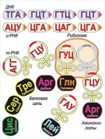 Модель-аппликация Биосинтез белка - fgospostavki.ru - Вологда
