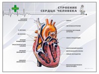 Стенд "Строение сердца человека" - fgospostavki.ru - Вологда