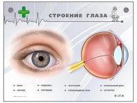 Интерактивный стенд "Строение глаза" - fgospostavki.ru - Вологда