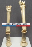 Скелет конечности лошади (передняя и задняя) на подставке - fgospostavki.ru - Вологда