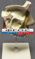 Модель "Разрез носоглотки" - fgospostavki.ru - Вологда