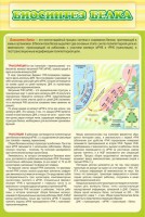 Стенд "Биосинтез белка" - fgospostavki.ru - Вологда