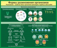 Стенд "Формы размножения организмов" - fgospostavki.ru - Вологда