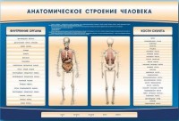 Электрифицированный стенд-тренажер c макетом скелета "Анатомическое строение человека" - fgospostavki.ru - Вологда