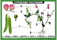Комплект таблиц "Ознакомление с окружающим миром 1-4 класс" - fgospostavki.ru - Вологда