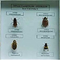 Коллекция энтомологическая "Представители отряда насекомых" - fgospostavki.ru - Вологда