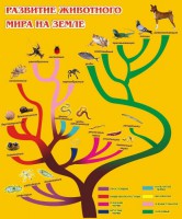 Стенд "Развитие животного мира на земле" - fgospostavki.ru - Вологда