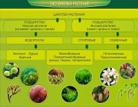 Стенд "Систематика растений" - fgospostavki.ru - Вологда