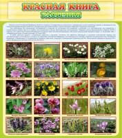 Стенд "Красная книга - растения" - fgospostavki.ru - Вологда