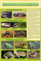 Стенд "Класс земноводные" - fgospostavki.ru - Вологда