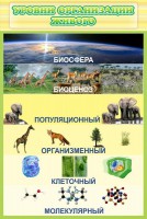 Стенд "Уровни организации живого" - fgospostavki.ru - Вологда
