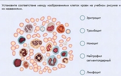 Интерактивные курсы. Биология 11 класс. Расширенный. - fgospostavki.ru - Вологда