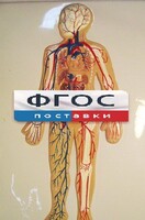 Модель барельефная "Кровеносная система человека" - fgospostavki.ru - Вологда