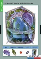Комплект таблиц. Биология. Вещества растений. Клеточное строение. - fgospostavki.ru - Вологда