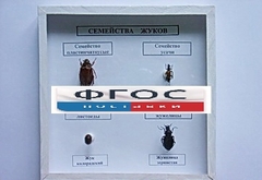 Коллекция "Семейство жуков" - fgospostavki.ru - Вологда