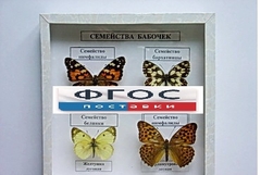 Коллекция "Семейство бабочек" - fgospostavki.ru - Вологда