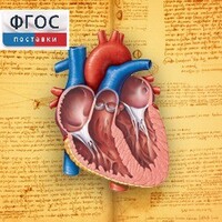 Анатомия (Цифровой атлас школьника) - fgospostavki.ru - Вологда