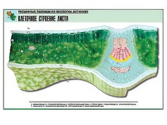 Рельефная таблица "Клеточное строение листа" (формат А1, матовое ламинирование) - fgospostavki.ru - Вологда