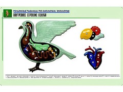 Рельефная таблица "Внутреннее строение голубя" (формат А1, матовое ламинирование) - fgospostavki.ru - Вологда