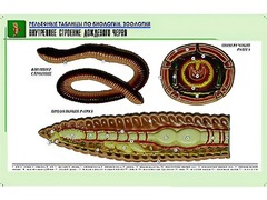 Рельефная таблица "Внутреннее строение дождевого червя" (формат А1, матовое ламинирование) - fgospostavki.ru - Вологда