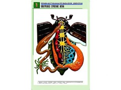 Рельефная таблица "Внутреннее строение жука" (формат А1, матовое ламинирование) - fgospostavki.ru - Вологда