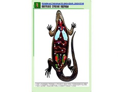 Рельефная таблица "Внутреннее строение ящерицы" (формат А1, матовое ламинирование) - fgospostavki.ru - Вологда