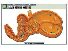 Рельефная таблица "Желудок жвачного животного" (формат А1, матовое ламинирование) - fgospostavki.ru - Вологда